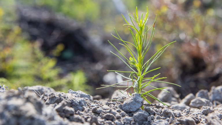 Planting